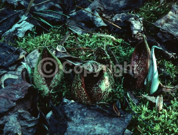 Purple blooms; Green blooms; Deciduous; North American Native