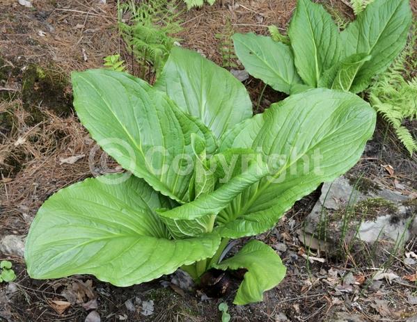 Purple blooms; Green blooms; Deciduous; North American Native