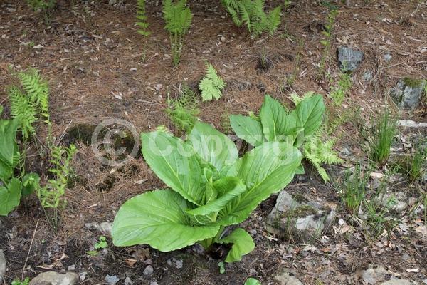Purple blooms; Green blooms; Deciduous; North American Native