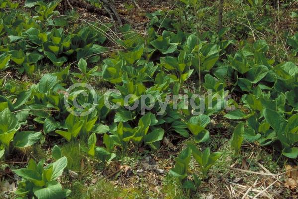 Purple blooms; Green blooms; Deciduous; North American Native