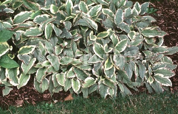 Yellow blooms; White blooms; Broadleaf