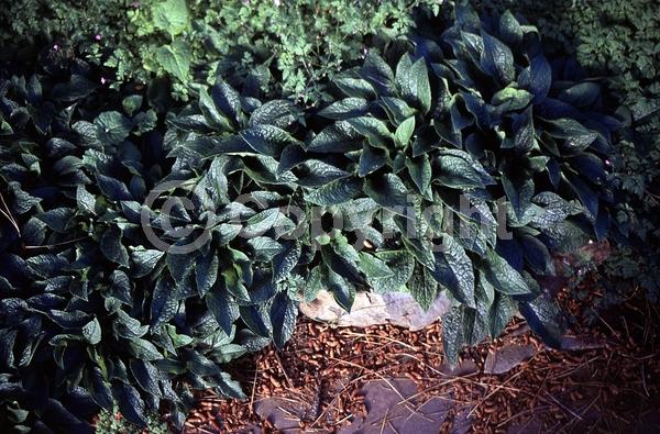 Yellow blooms; Purple blooms; White blooms; Broadleaf