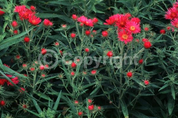 Pink blooms; North American Native