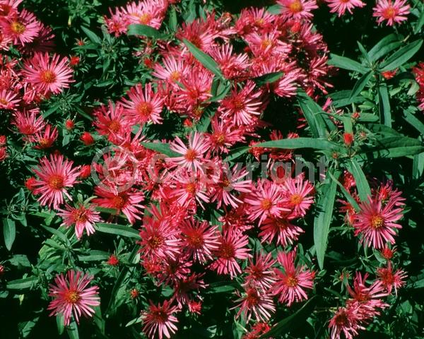 Pink blooms; North American Native