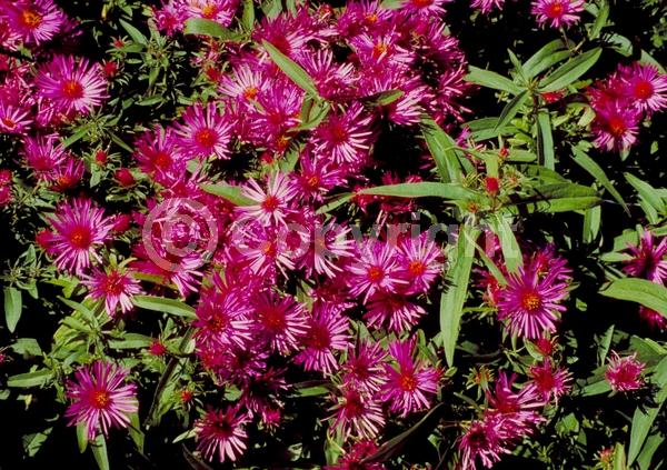Pink blooms; North American Native