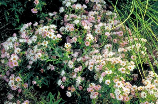 Pink blooms; North American Native