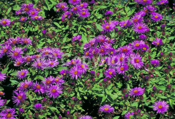 Purple blooms; North American Native
