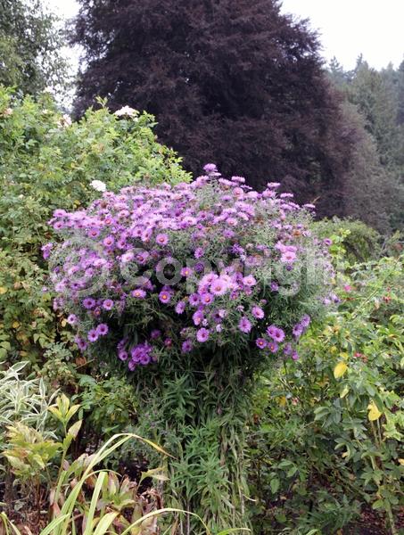 Blue blooms; Purple blooms; White blooms; Pink blooms; Lavender blooms; Deciduous; Broadleaf; North American Native