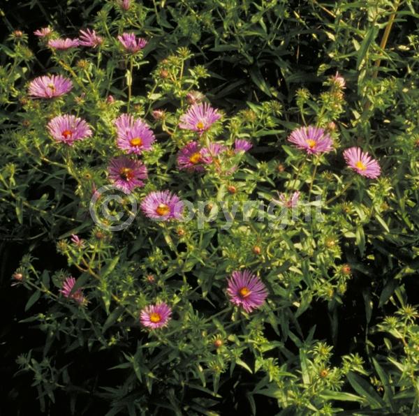 Purple blooms; North American Native