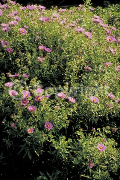 Purple blooms; North American Native