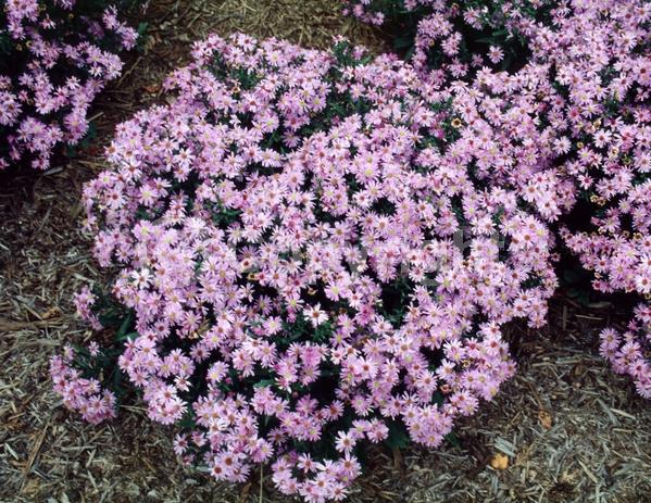 Blue blooms; Lavender blooms; Deciduous; Broadleaf