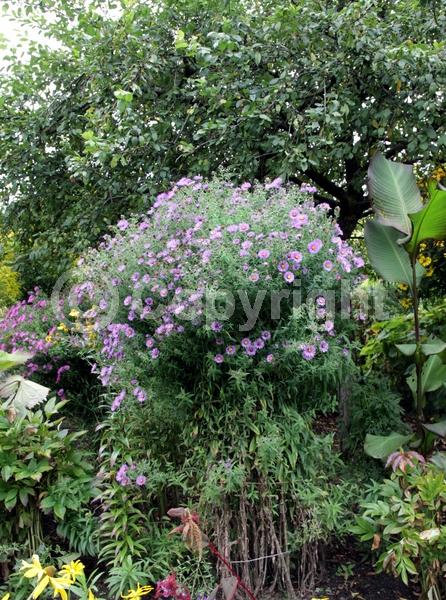 Purple blooms; Pink blooms; Lavender blooms; Deciduous; North American Native