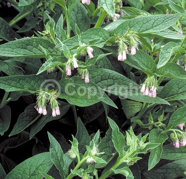 Blue blooms; White blooms; Pink blooms; Deciduous; Broadleaf