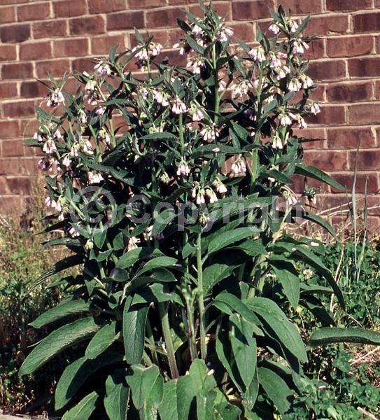 Blue blooms; White blooms; Pink blooms; Deciduous; Broadleaf