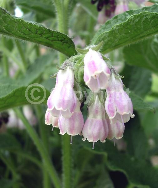 Blue blooms; White blooms; Pink blooms; Deciduous; Broadleaf