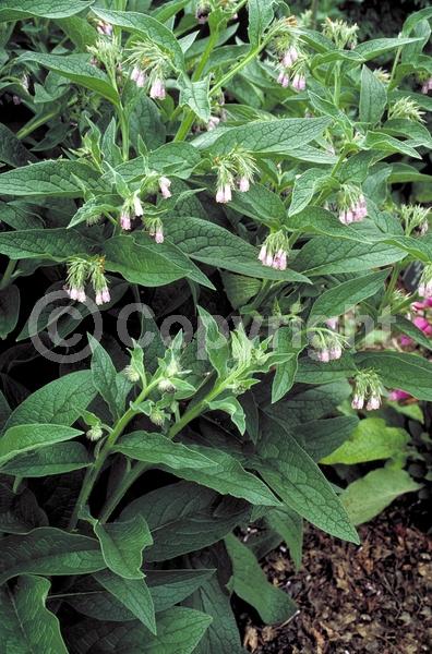 Blue blooms; White blooms; Pink blooms; Deciduous; Broadleaf