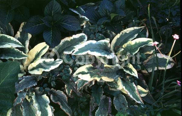 Pink blooms; Deciduous; Broadleaf