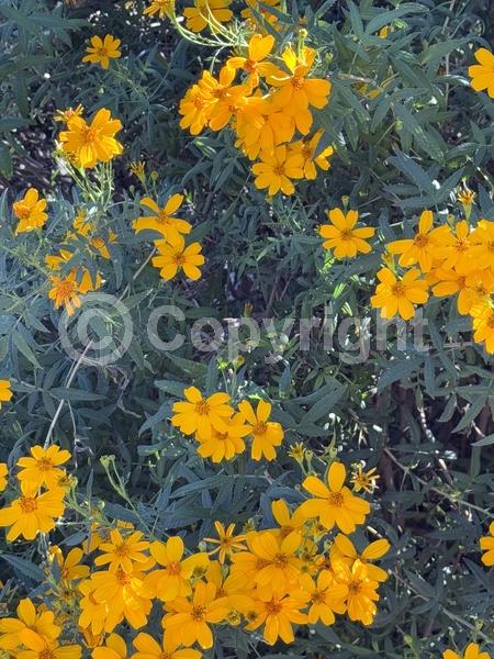 Orange blooms; Yellow blooms; Evergreen; North American Native