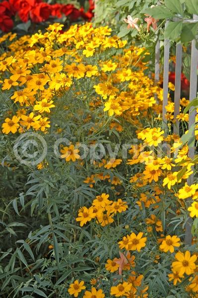 Yellow blooms; Evergreen; Broadleaf; North American Native