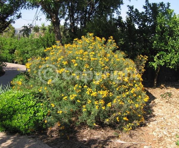 Yellow blooms; Evergreen; Broadleaf; North American Native