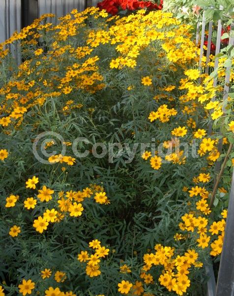 Yellow blooms; Evergreen; Broadleaf; North American Native