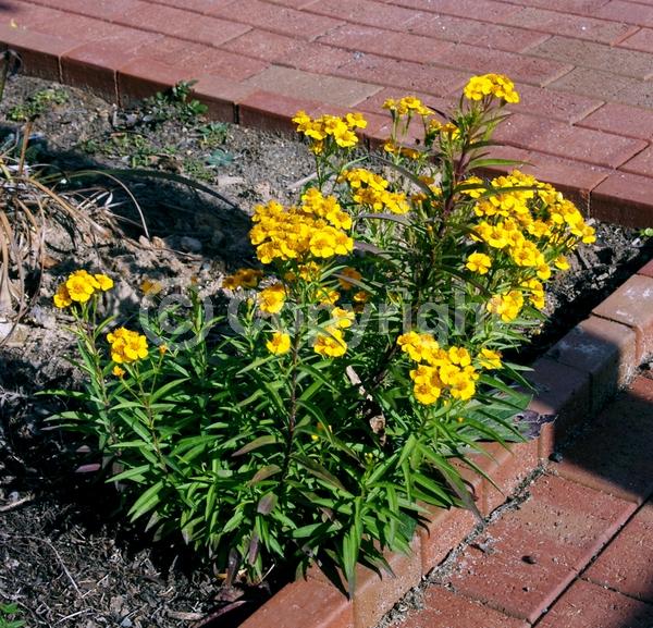 Yellow blooms; Evergreen; Broadleaf; North American Native