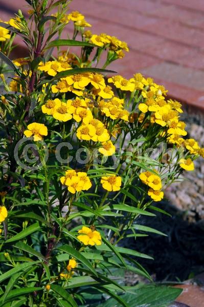 Yellow blooms; Evergreen; Broadleaf; North American Native