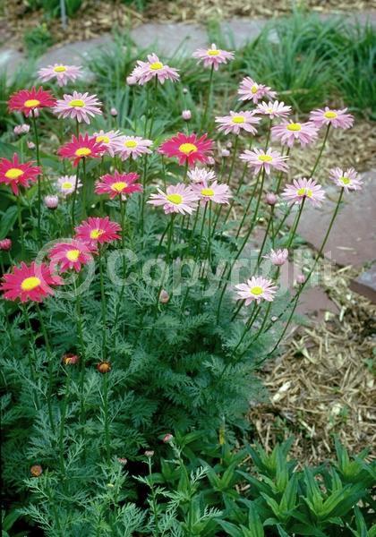 Red blooms; White blooms; Pink blooms; Deciduous; Broadleaf