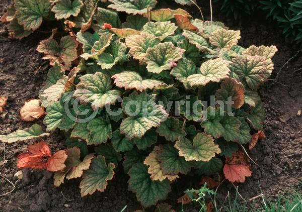 Pink blooms; Evergreen; North American Native