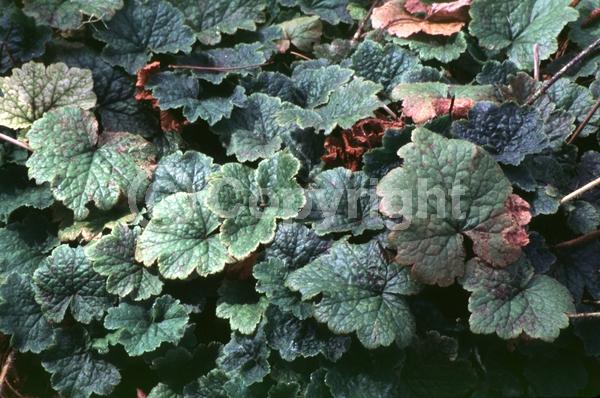 White blooms; Evergreen; North American Native