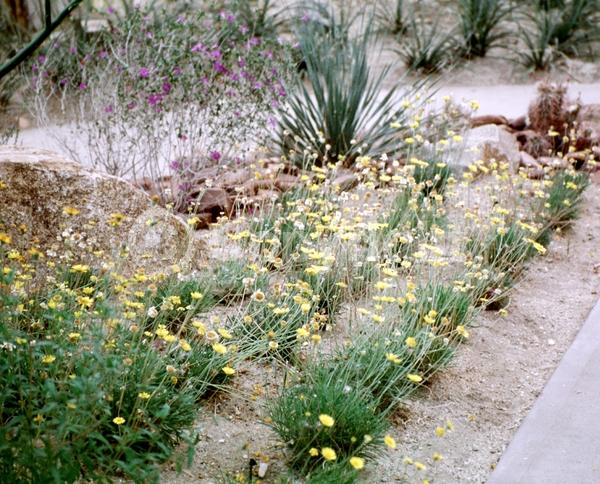 Yellow blooms; North American Native