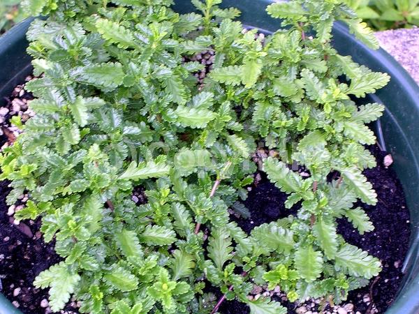 Pink blooms; Evergreen; Deciduous