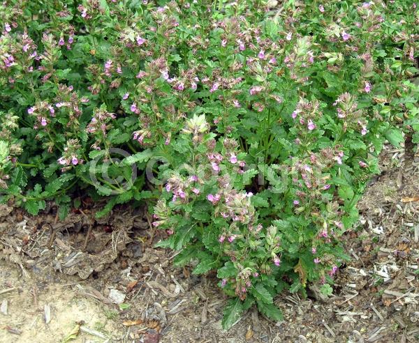 Pink blooms; Evergreen; Deciduous