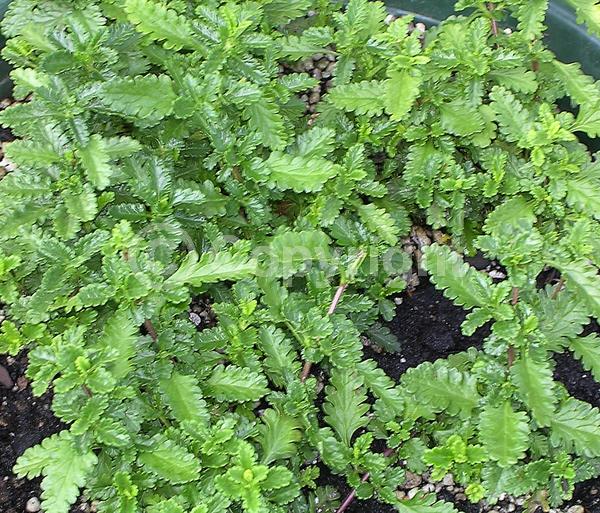 Pink blooms; Evergreen; Deciduous