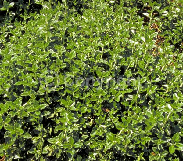 Purple blooms; Evergreen; Deciduous