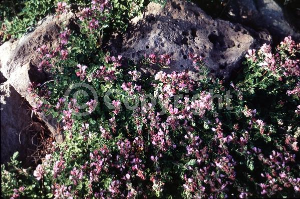 Purple blooms; Evergreen; Deciduous