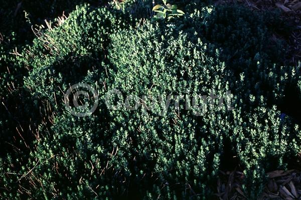 Purple blooms; Evergreen; Deciduous