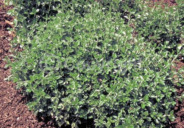 Purple blooms; Evergreen; Deciduous