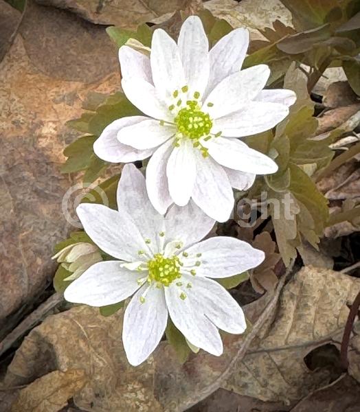 Pink blooms; North American Native
