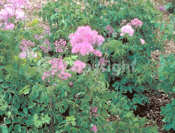 Purple blooms; White blooms; Pink blooms; Deciduous; Broadleaf