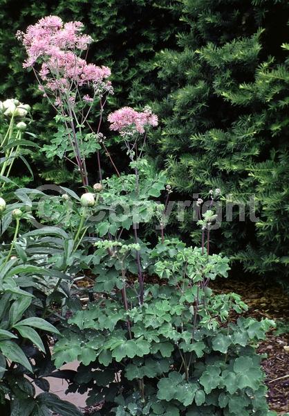 Purple blooms; White blooms; Pink blooms; Deciduous; Broadleaf