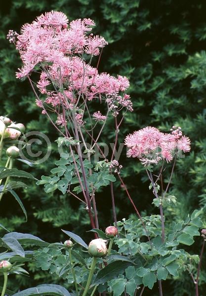 Purple blooms; White blooms; Pink blooms; Deciduous; Broadleaf