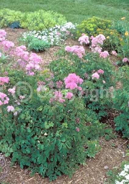 Purple blooms; White blooms; Pink blooms; Deciduous; Broadleaf