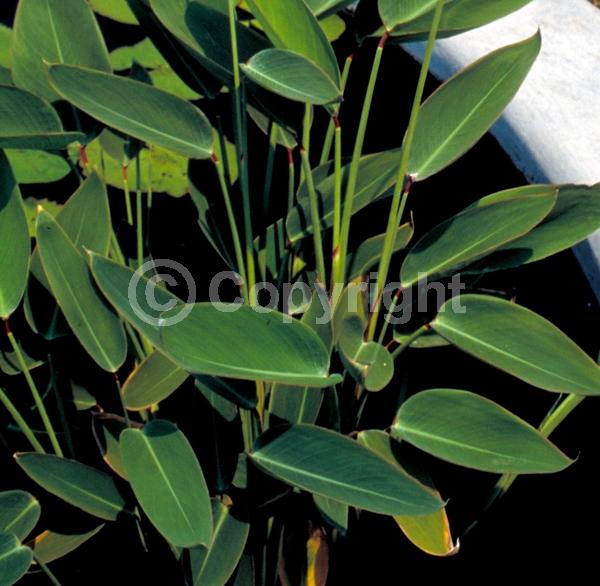 Lavender blooms; Evergreen; North American Native