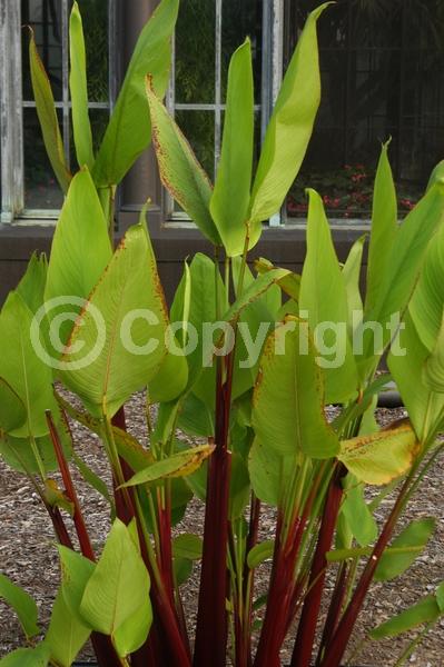 Lavender blooms; Evergreen; North American Native