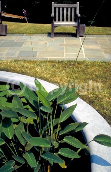 Lavender blooms; Evergreen; North American Native