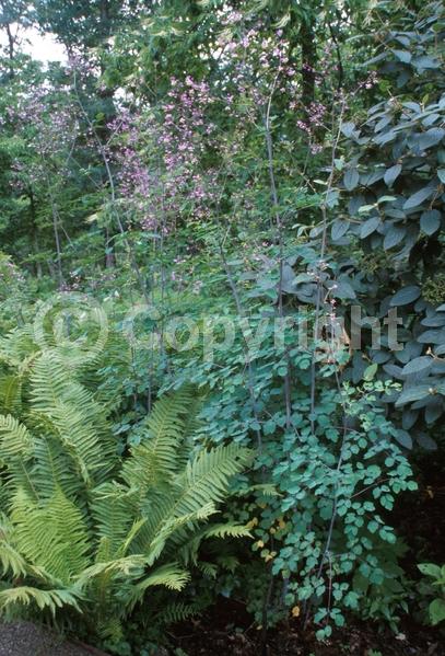 Purple blooms; Deciduous; Broadleaf