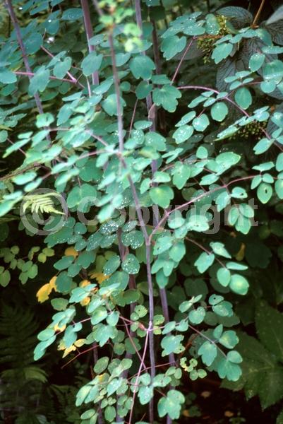 Purple blooms; Deciduous; Broadleaf