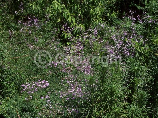 Purple blooms; Deciduous; Broadleaf