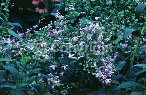 Purple blooms; Deciduous; Broadleaf